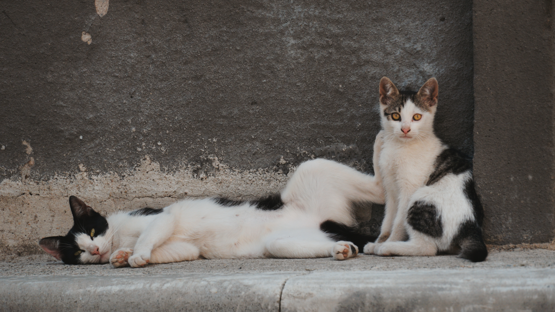 Straying home. A film essay with urban animals - Still photo from film