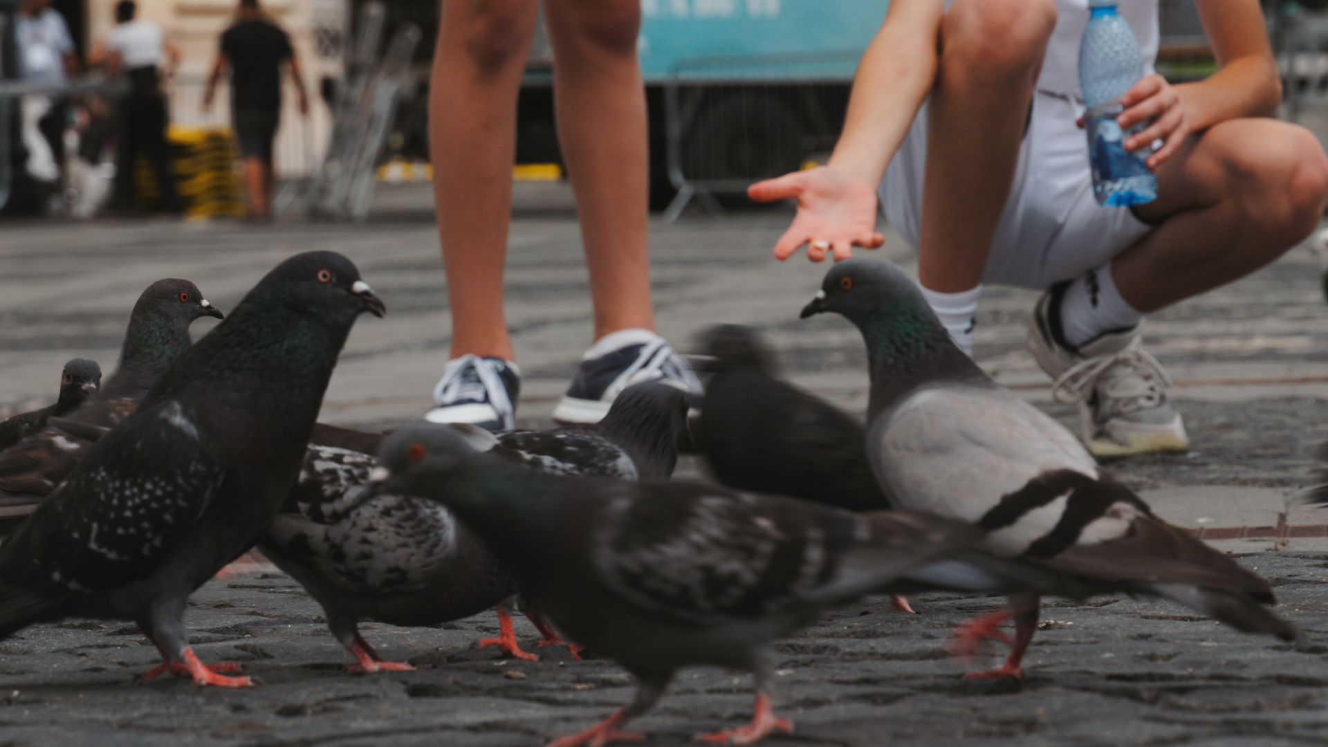 Straying home. A film essay with urban animals - Still photo from film